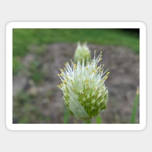 Green Onion Blossom 3 Sticker